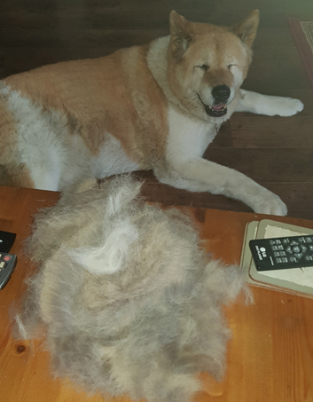 best dog brush for akitas