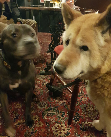 Toffee and Sultan in the Railway pub New Brighton 2