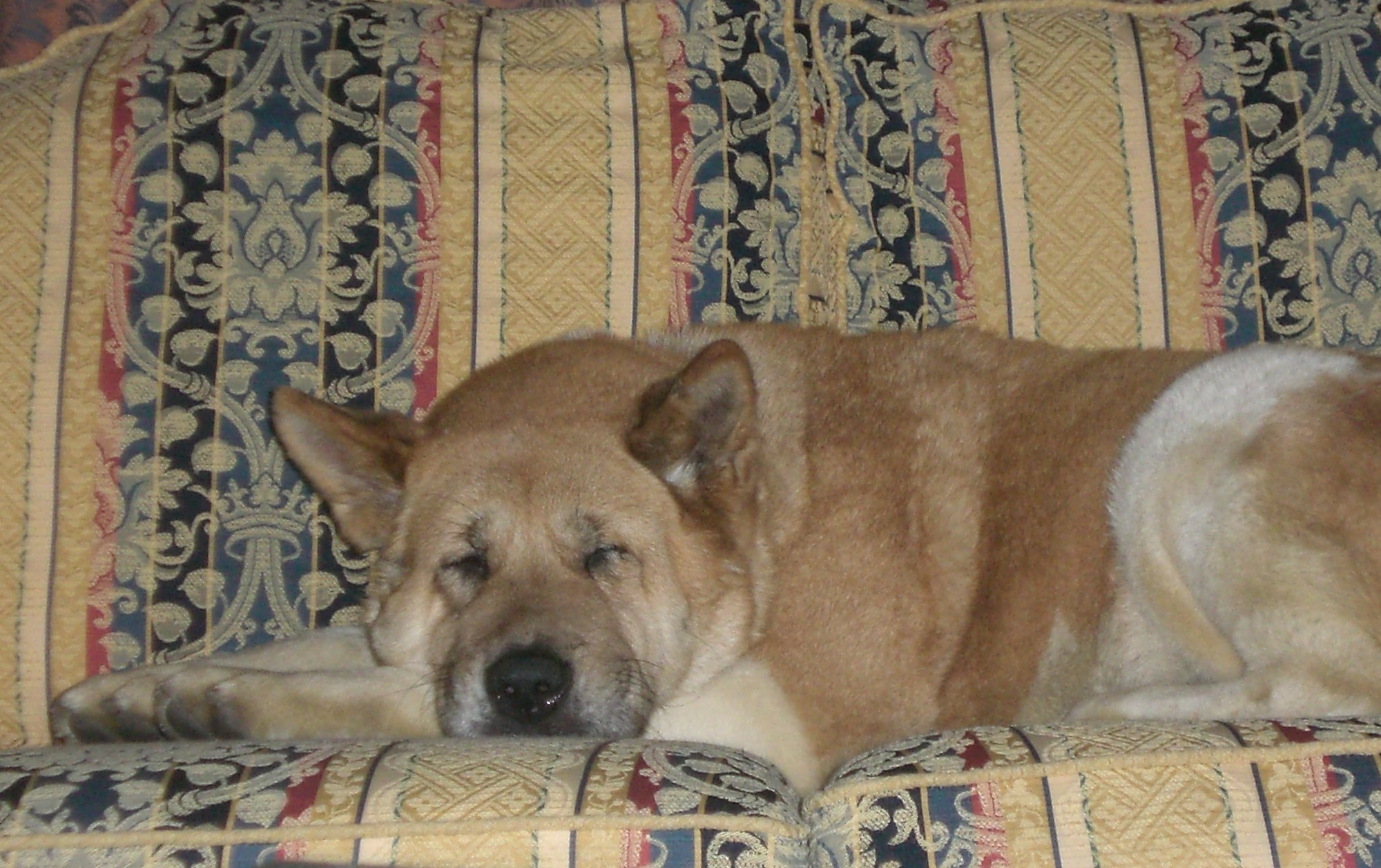 Toffee the Japanese Akita New Home on the couch