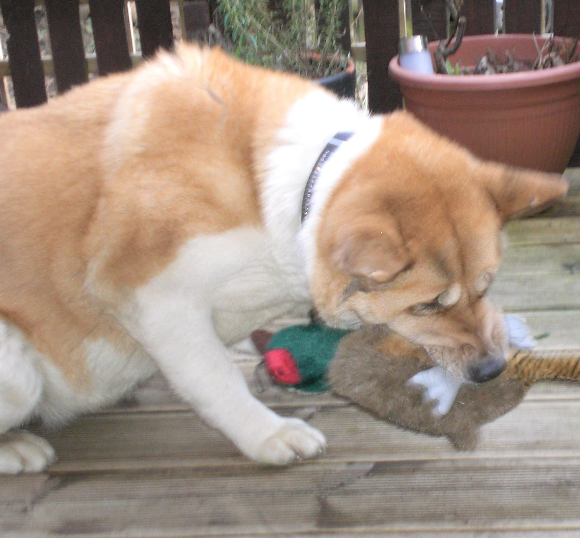 Toffee the Japanese Akita New Home pheasant squeaky toy