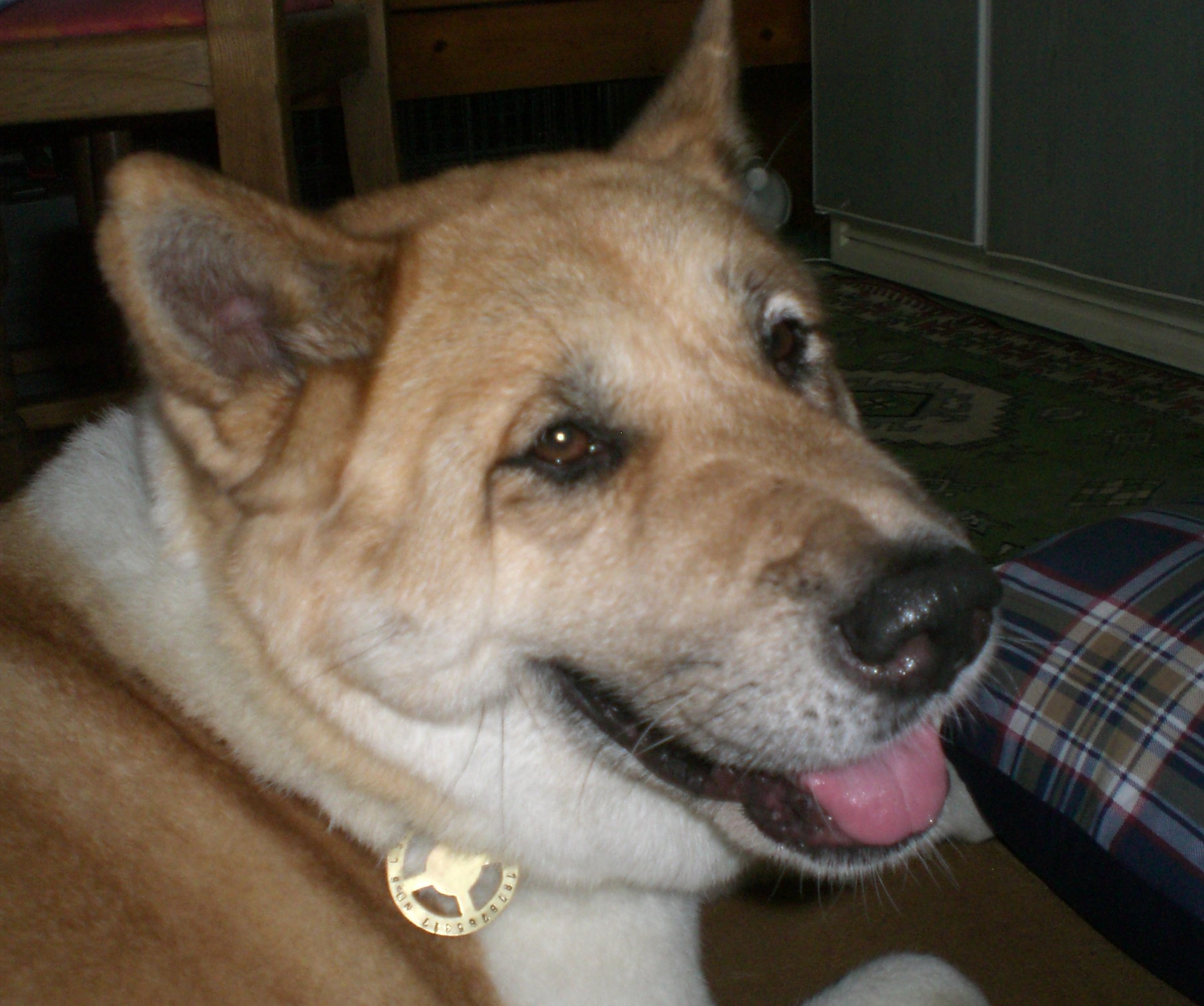 Toffee the Japanese Akita Smiling