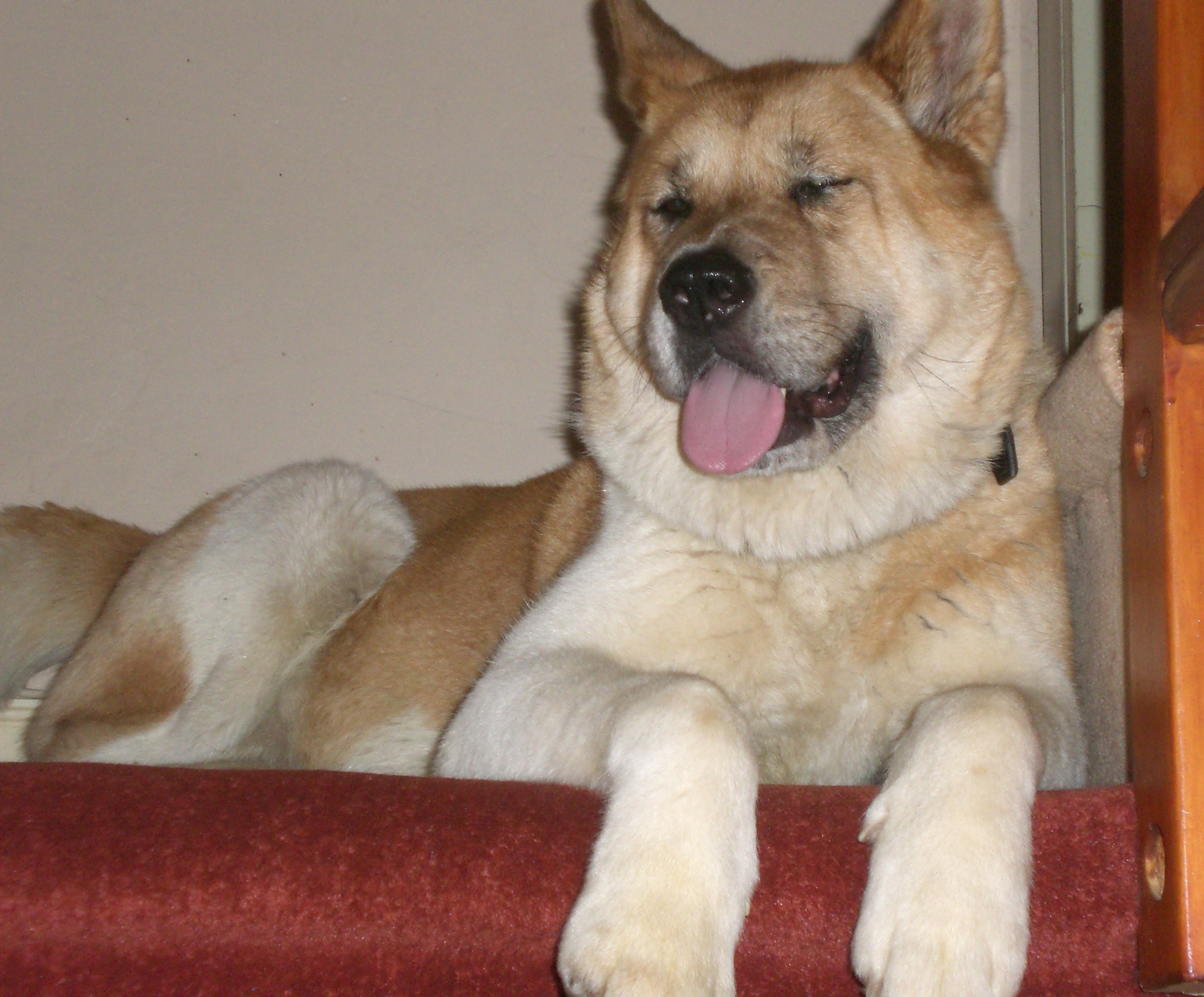 Toffee the Japanese Akita New Home on the stairs