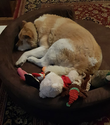 Toffee the Japanese Akita in her orthopedic bed curled up