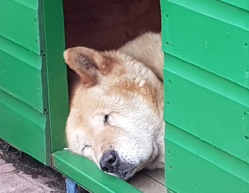 Toffee the Japanese Akita asleep in her kennel