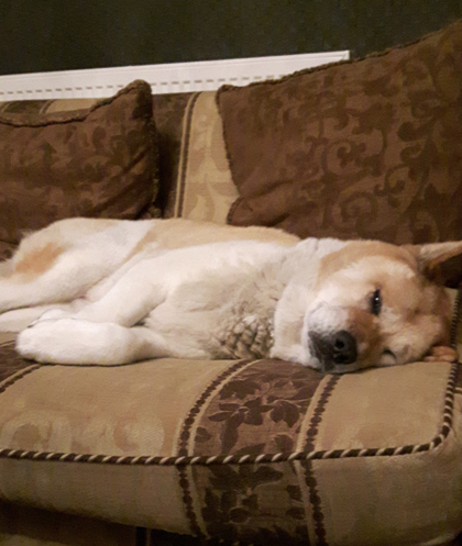 Toffee the Japanese Akita asleep on the couch