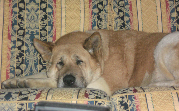 Toffee the Japanese Akita asleep on another couch