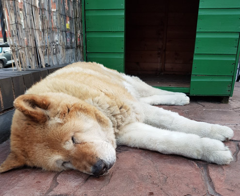 Toffee the Japanese Akita asleep outside her kennel