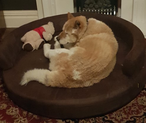 Toffee the Japanese Akita in her orthopedic bed with Teddy 1