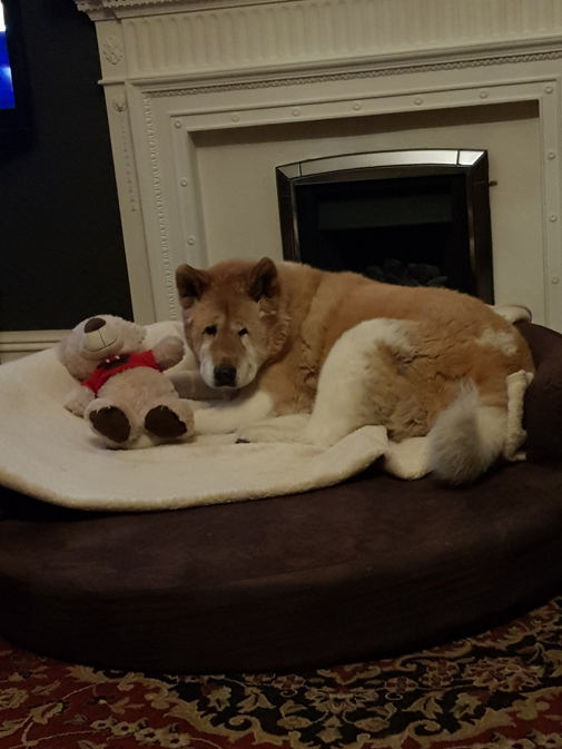 Toffee the Japanese Akita in her orthopedic bed with Teddy 2