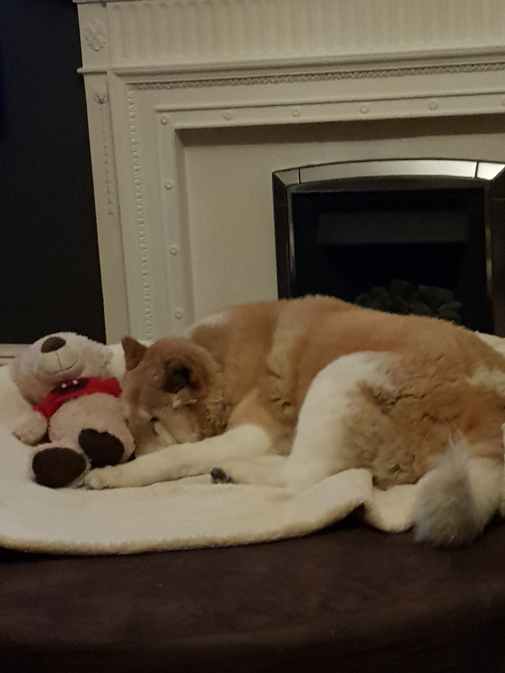Toffee the Japanese Akita in her orthopedic bed with Teddy 3