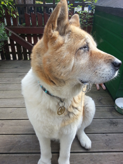 Toffee the Japanese Akita blowing bubbles