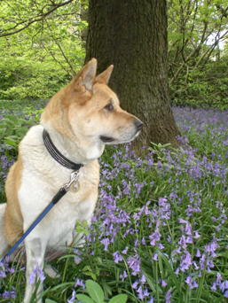 Toffee the Japanese Akita bluebells shaved leg