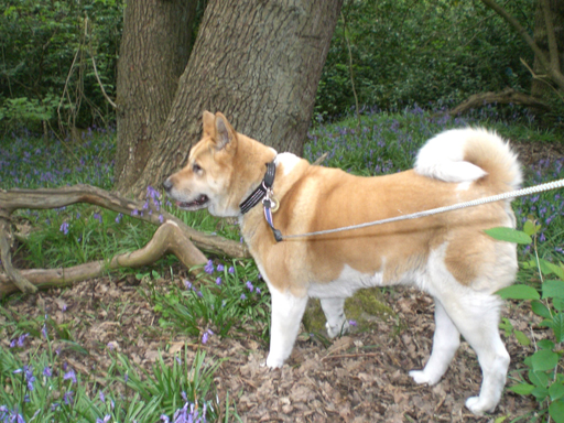 Toffee the Japanese Akita bluebells standing