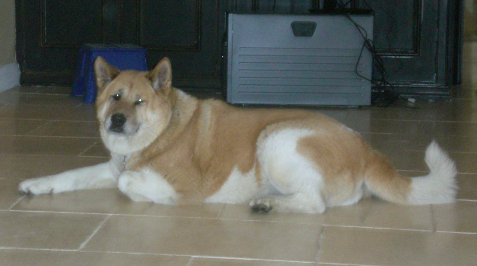 Toffee the Akita Chilling 2012