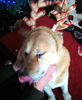 Toffee the Akita with Christmas antlers