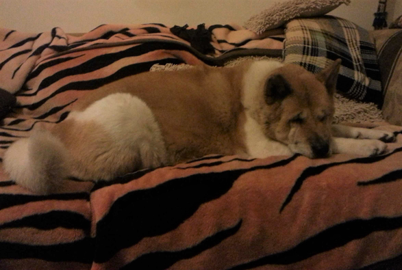Toffee the Japanese Akita sleeping with tiger blanket
