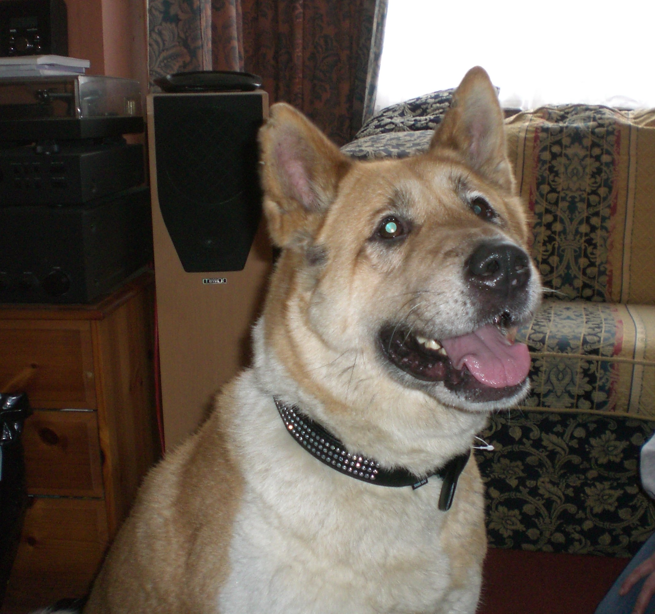 Toffee the Japanese Akita New Home 4