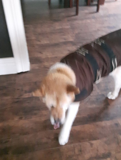 Toffee the Japanese Akita dog jacket