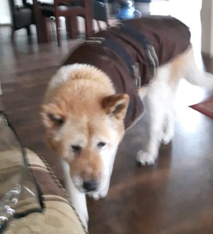 Toffee the Japanese Akita dog jacket 2