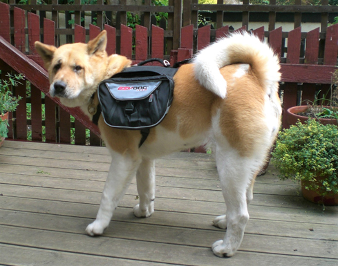 Toffee the Japanese Akita dog jacket with pockets