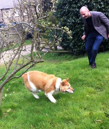 Toffee the Akita playing chase in Edale 2