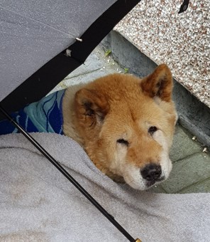 Toffee the Japanese Akita waiting for pet taxi