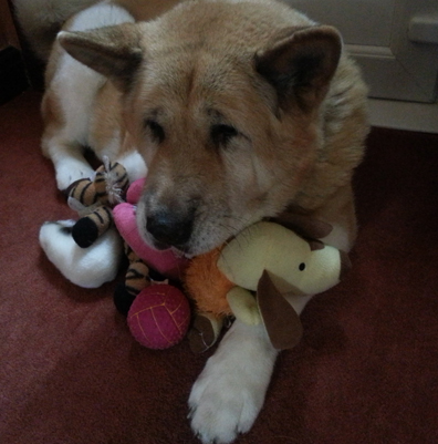 Toffee the Japanese Akita hugging toys