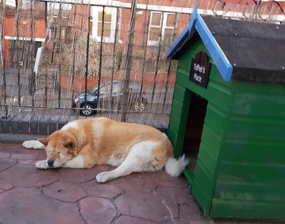 Toffee the Japanese Akita asleep outside Kennel Wallasey 2