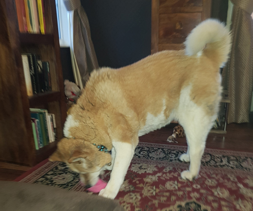 Toffee the Japanese Akita fetching lips