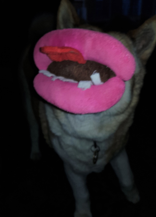 Toffee the Japanese Akita wearing lips toy