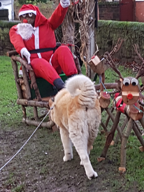Toffee meets Santa Klaus on Vale Park