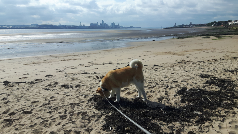 Toffee the Japanese New Brighton Beach sniffing