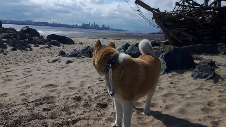 Toffee the Japanese Akita dog New Brighton Beach distance