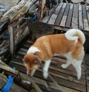 Toffee the Japanese Akita dog aboard the Black Pearl