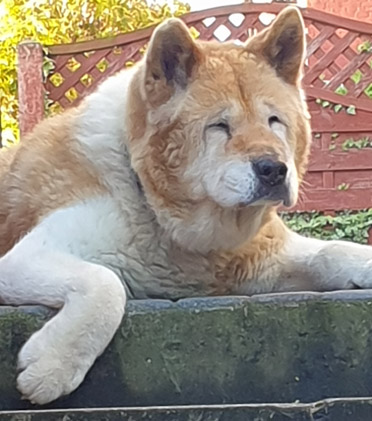 Toffee the Japanese Akita Retired outdoors