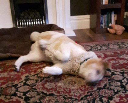 Toffee the Japanese Akita rolling over 1