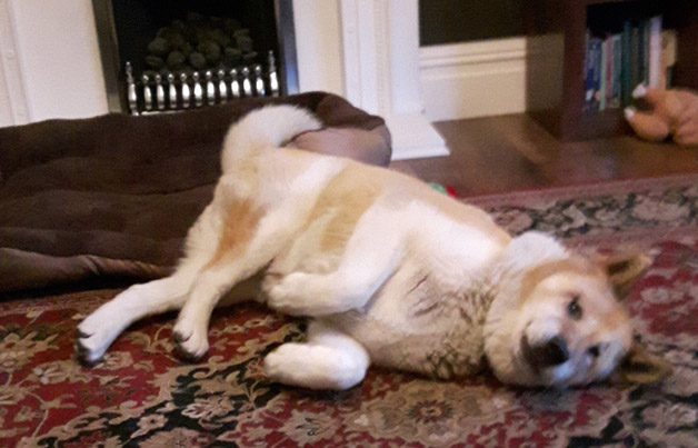 Toffee the Japanese Akita rolling over 2