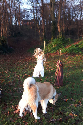 Toffee the Akita meets Shepherds on Vale Park 1