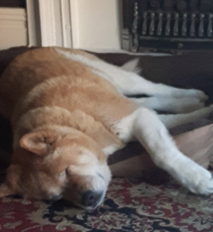 Toffee the Japanese Akita asleep hanging out of bed