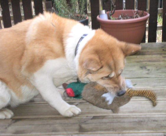 Toffee the Japanese Akita squeaky pheasant chewing
