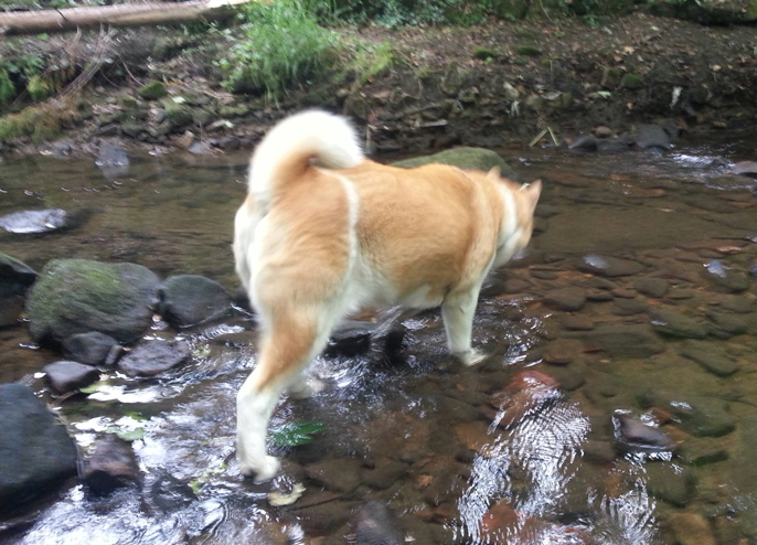 Toffee the Japanese Akita in the stream