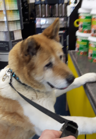 Toffee the Japanese Akita up on the counter in Howells