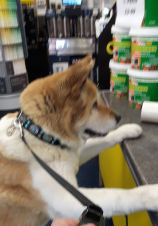 Toffee the Japanese Akita waiting for treats