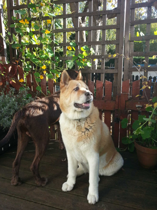 Toffee the Japanese Akita with Fuggles