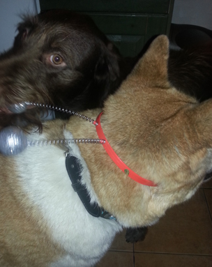 Toffee the Japanese Akita with Fuggles deely boppers