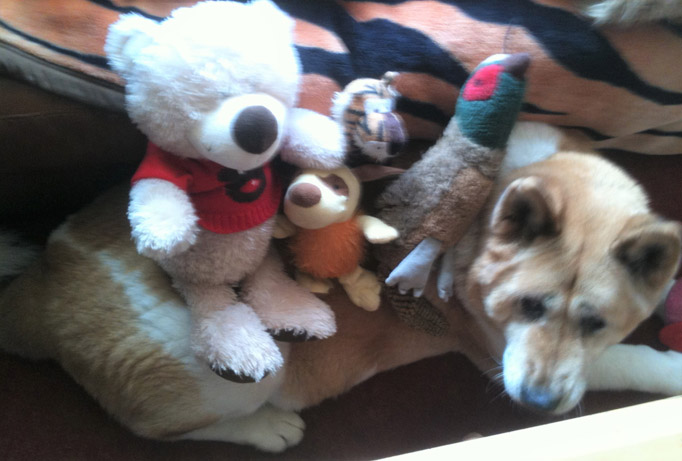 Toffee the Japanese Akita with squeaky pheasant and other toys