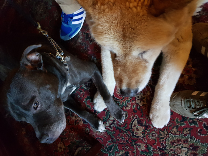 Toffee the Japanese Akita and Sultan paw in paw