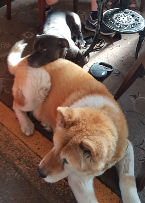 Toffee the Japanese Akita with Sultan pillow again