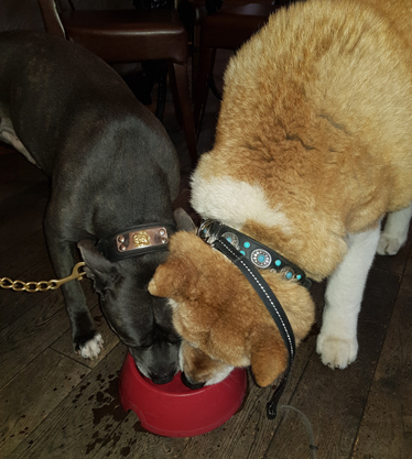 Toffee the Japanese Akita with Sultan sharing water