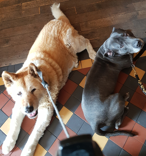Toffee the Akita and Sultan at the Stanley's Cask top to tail